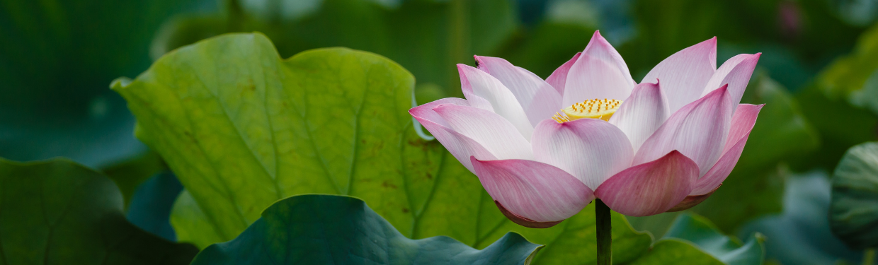 a lotus flower