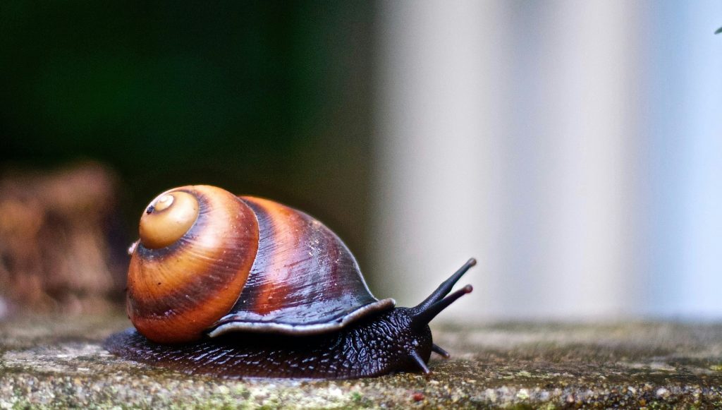 a brown snail on concrete