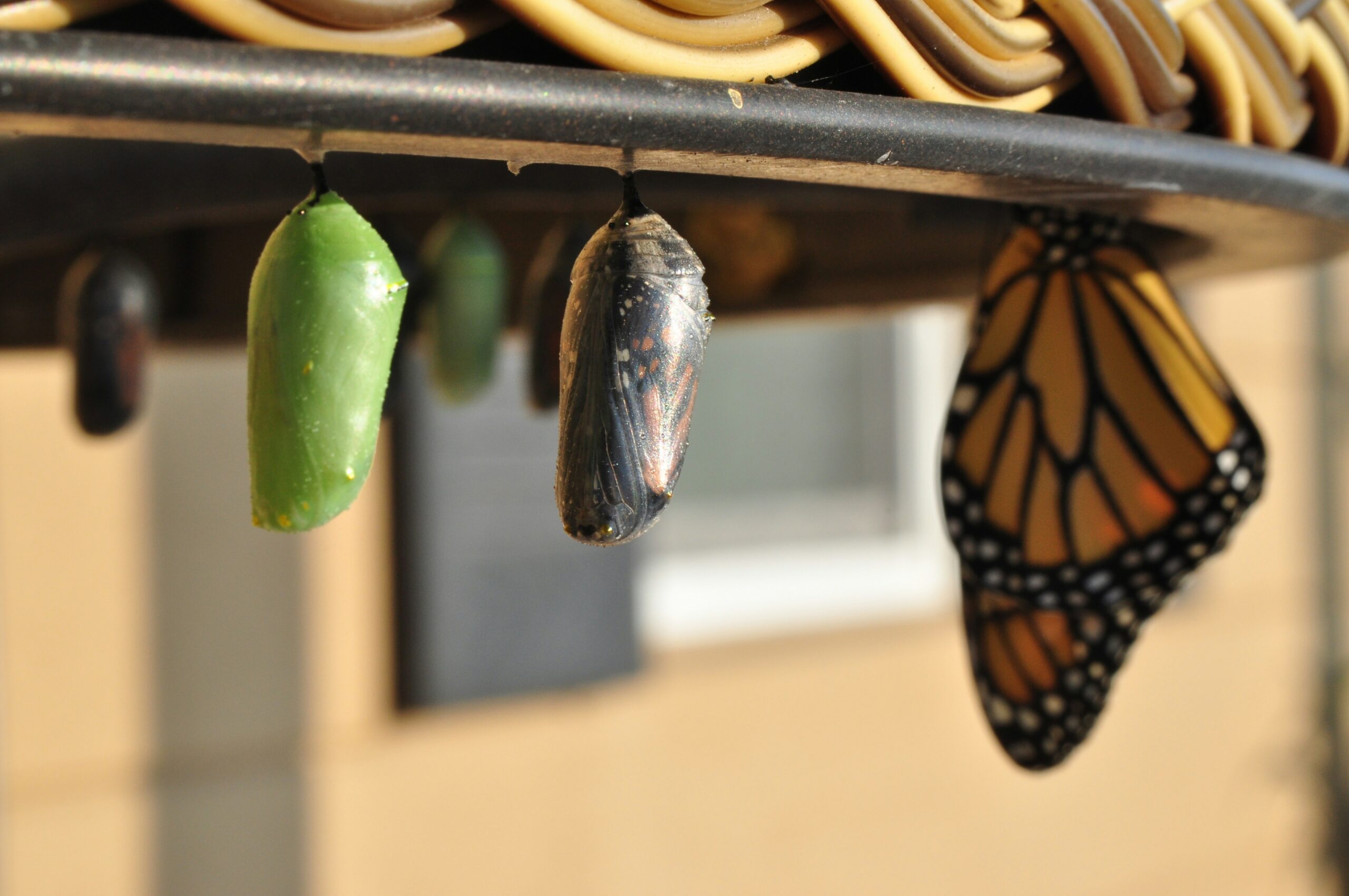 A butterfly in three stages of development: a chrysalis, a hatching chrysalis, and a hatched butterfly.