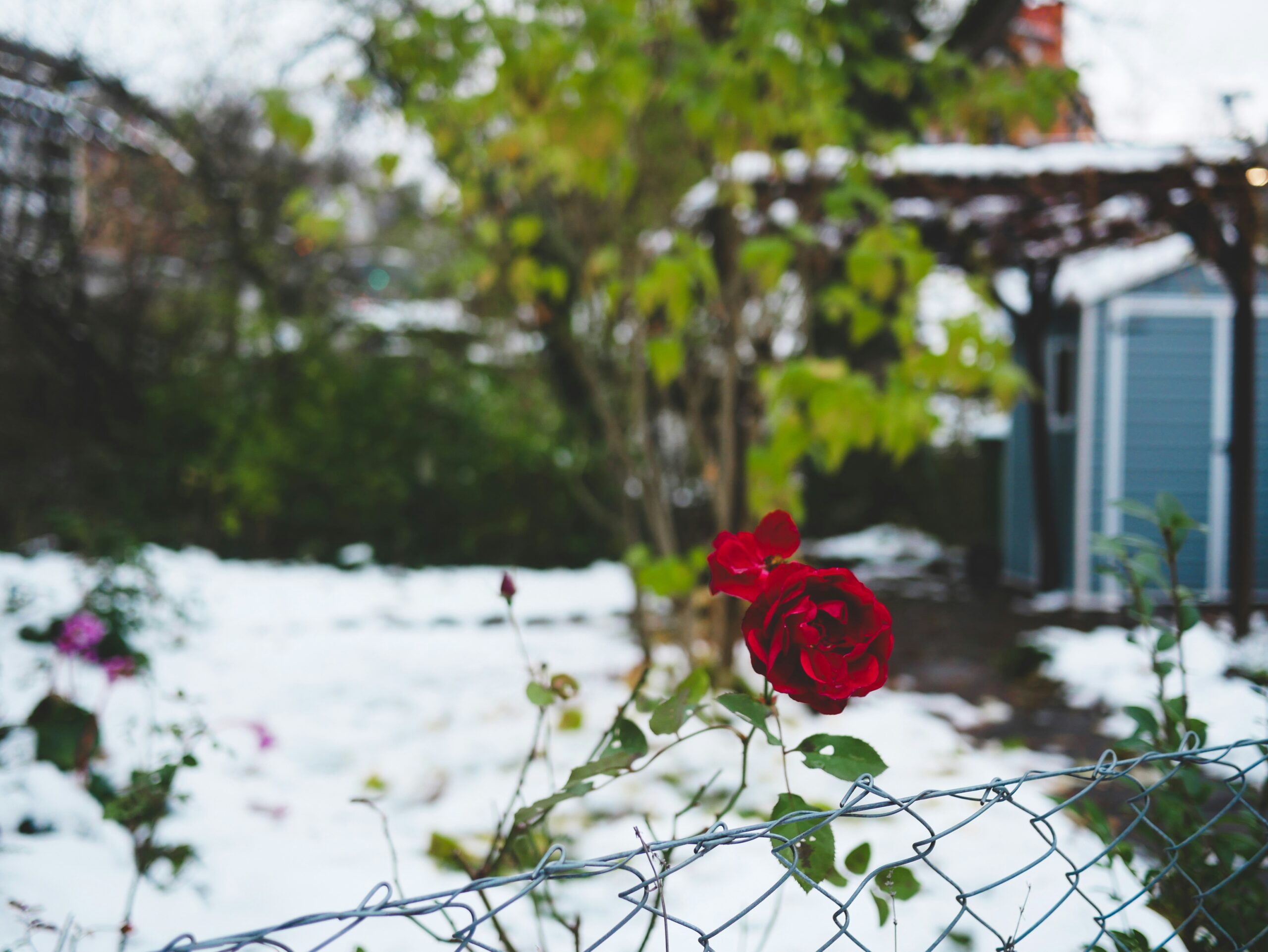 a rose blooms on a snow covered fence