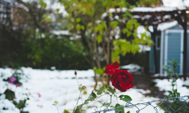 My Most-Used DBT Skills